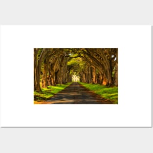 Cypress Tunnel Afternoon Glow Posters and Art